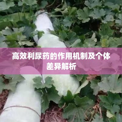 高效利尿药的作用机制及个体差异解析