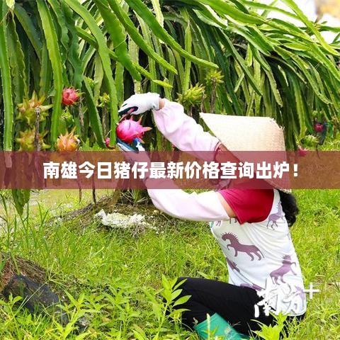 南雄今日猪仔最新价格查询出炉！